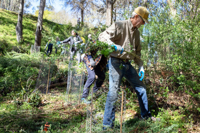 Clearing French broom from Fitch Mountain